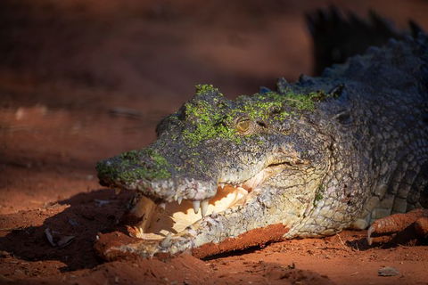 Malcolm Douglas Crocodile Park - Accommodation Rockhampton 11