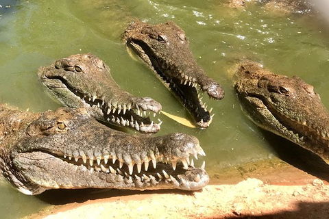 Malcolm Douglas Crocodile Park - Accommodation Rockhampton 5