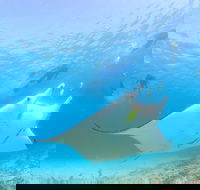 Marine Eco Safari - Swim with Manta Rays - Accommodation Rockhampton