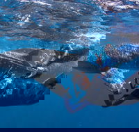 Whale Shark Safari - Accommodation Rockhampton
