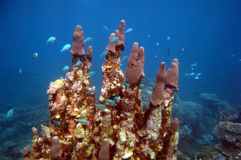 Coral Bay 3-Hour Turtle Ecotour - Accommodation Rockhampton 1