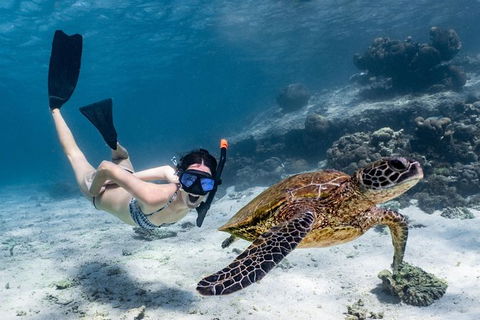 Coral Bay 3-Hour Turtle Ecotour - Accommodation Rockhampton 3