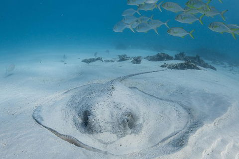 Coral Bay 3-Hour Turtle Ecotour - Accommodation Rockhampton 2