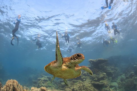 Coral Bay 3-Hour Turtle Ecotour - Accommodation Rockhampton 4