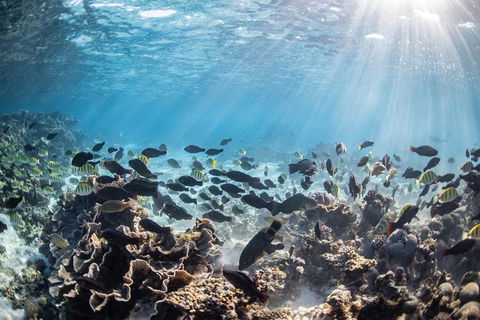 Coral Bay 3-Hour Turtle Ecotour - Accommodation Rockhampton 5