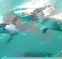 Roebuck Bay Snubfin Dolphin Cruise - Accommodation Rockhampton