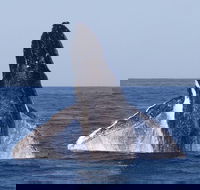 Full-Day Whale Watching Snorkeling and Swimming at Coral Bay - Accommodation Rockhampton