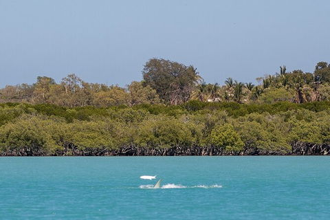 Scenic And Prehistoric Boat Tour - Accommodation Rockhampton 3