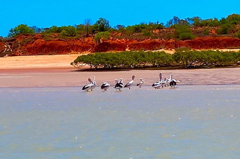 Scenic And Prehistoric Boat Tour - Accommodation Rockhampton 26