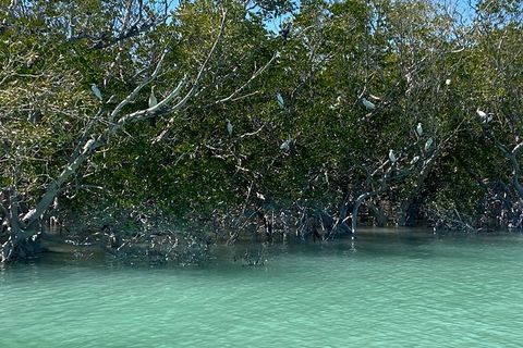 Scenic And Prehistoric Boat Tour - Accommodation Rockhampton 7