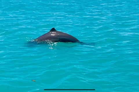 Scenic And Prehistoric Boat Tour - Accommodation Rockhampton 23