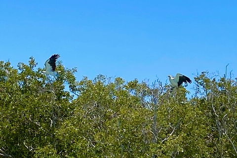 Scenic And Prehistoric Boat Tour - Accommodation Rockhampton 1