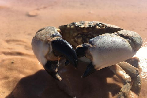 Scenic And Prehistoric Boat Tour - Accommodation Rockhampton 14