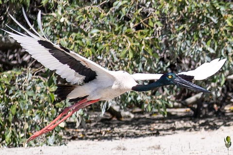 Scenic And Prehistoric Boat Tour - Accommodation Rockhampton 13