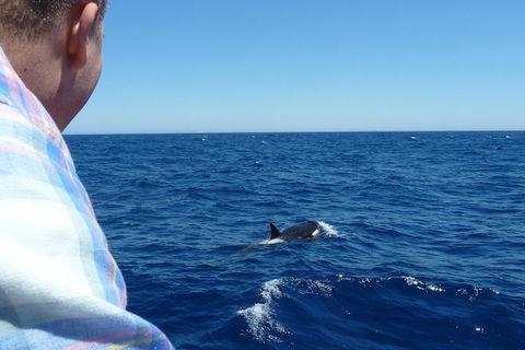 Full-Day Killer Whale Expedition From Albany - Accommodation Rockhampton 1
