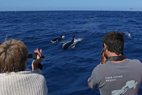 Full-Day Killer Whale Expedition From Albany - Accommodation Rockhampton 2