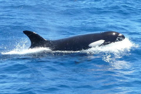 Full-Day Killer Whale Expedition From Albany - Accommodation Rockhampton 0