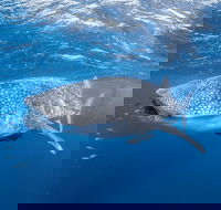 Whale Shark Adventure Tour - Accommodation Rockhampton