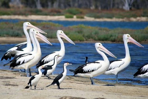Romance Cruise + Scenic Tour + Beer Tasting + 3 Course Lunch + Hamper - Accommodation Rockhampton 5