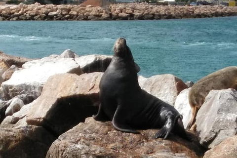 Lobster Fishing Tour At Geraldton - Accommodation Rockhampton 3