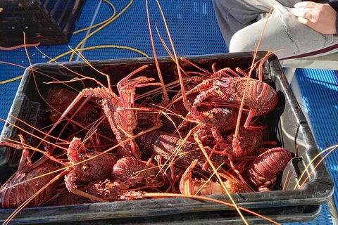 Lobster Fishing Tour At Geraldton - Accommodation Rockhampton 6