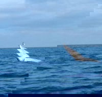 Whale Watching boat tour in Geraldton - Accommodation Rockhampton