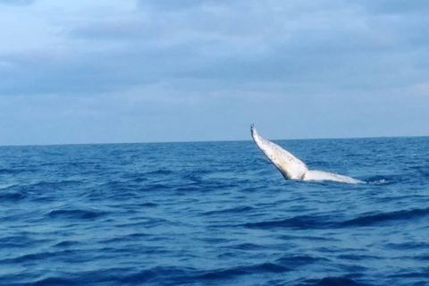 Whale Watching Boat Tour In Geraldton - Accommodation Rockhampton 0