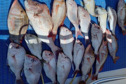 Geraldton Fishing Charter - Accommodation Rockhampton 7