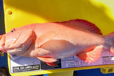Geraldton Fishing Charter - Accommodation Rockhampton 13
