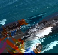 AOC Broome Whale Watching - Accommodation Rockhampton