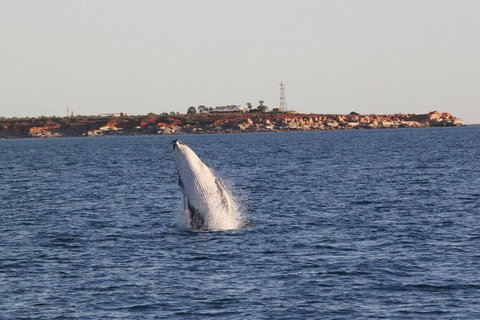 AOC Broome Whale Watching - Accommodation Rockhampton 2