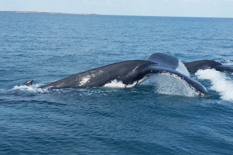 AOC Broome Whale Watching - Accommodation Rockhampton 1