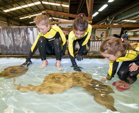 Australian Shark And Ray Centre - Accommodation Rockhampton 0