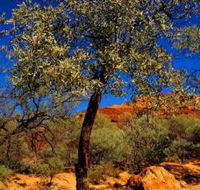 Mt Romance Australia Pty Ltd - Accommodation Rockhampton