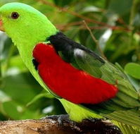 Birdworld Kuranda - Accommodation Rockhampton
