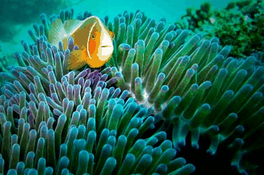 Whitehaven Xpress Whitehaven Beach Tours - Accommodation Rockhampton 3