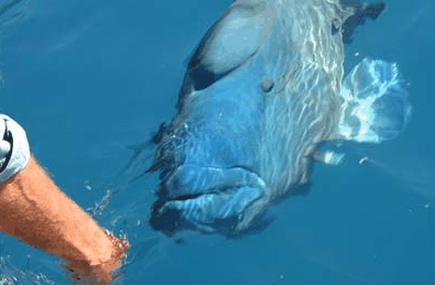 Whitehaven Xpress Whitehaven Beach Tours - Accommodation Rockhampton 4