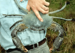 Whitsunday Crocodile Safari - Accommodation Rockhampton 0