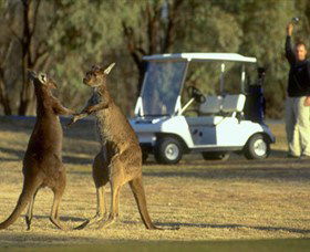 Coomealla Golf Club - Accommodation Rockhampton 2