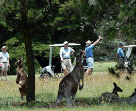 Bald Nob NSW Accommodation Rockhampton