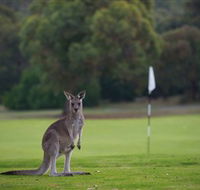 Anglesea Golf Club - Accommodation Rockhampton