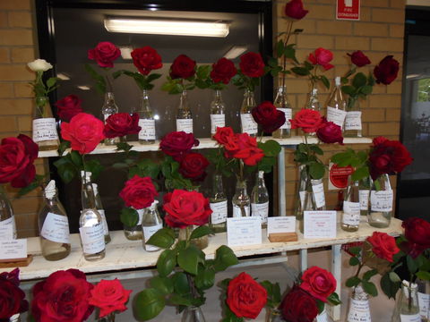 Anglican Spring Flower Show Gundagai - Accommodation Rockhampton 0