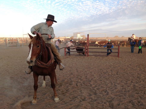 Birdsville Campdraft,  Rodeo And Bronco Branding - Accommodation Rockhampton 1