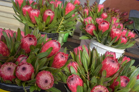 Junee Rotary Farmers Markets - Accommodation Rockhampton 0