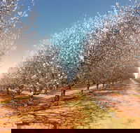 Mallee Almond Blossom Festival - Accommodation Rockhampton