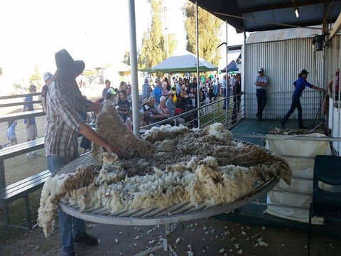 Narrabri Show - Accommodation Rockhampton 0