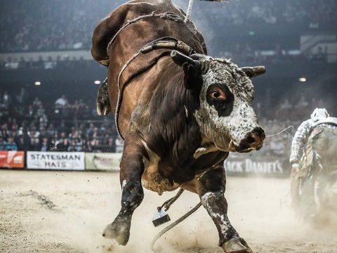 PBR Hawkesbury Stampede - Accommodation Rockhampton 1