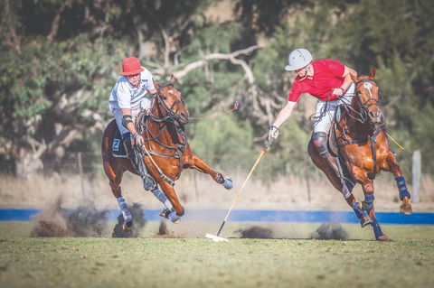 Scone Horse Festival - Accommodation Rockhampton 1