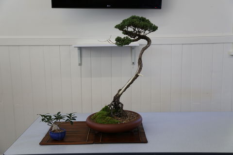 Wauchope Bonsai Workshop Group - Accommodation Rockhampton 0
