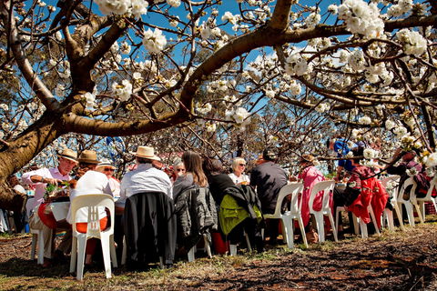 Young Cherry Blossom Long Lazy Lunch - Accommodation Rockhampton 0